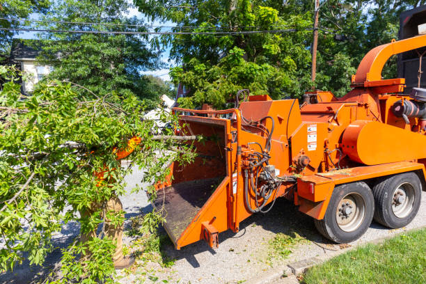  Cave Spring, VA Tree Service Pros